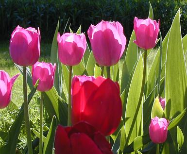 Morning through the late-blooming pinks