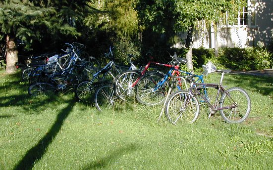 Bicycles cavorting