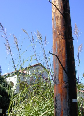 Tall grass, waving in the wind and sun